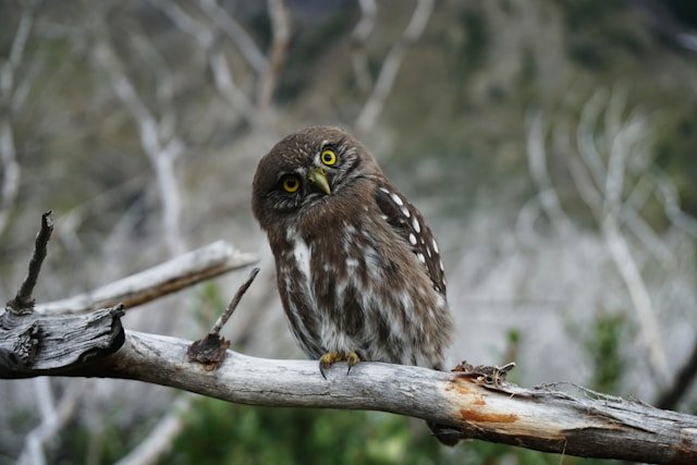 lehibou
